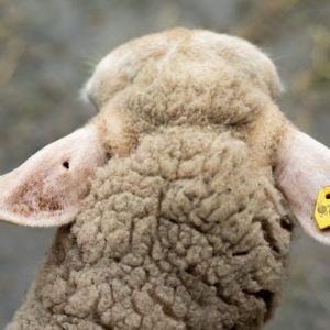 Ersatzohrmarke elektronisch (Paar)