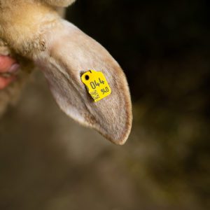 Ersatzohrmarke Visuell (Paar)